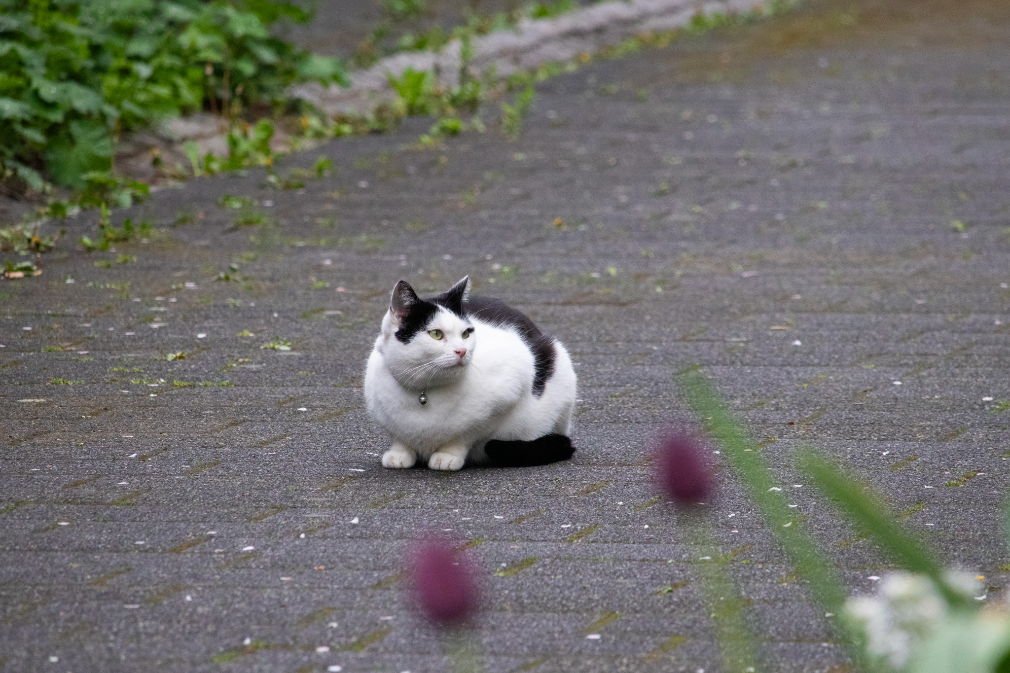 Cat in Freiburg im Breisgau