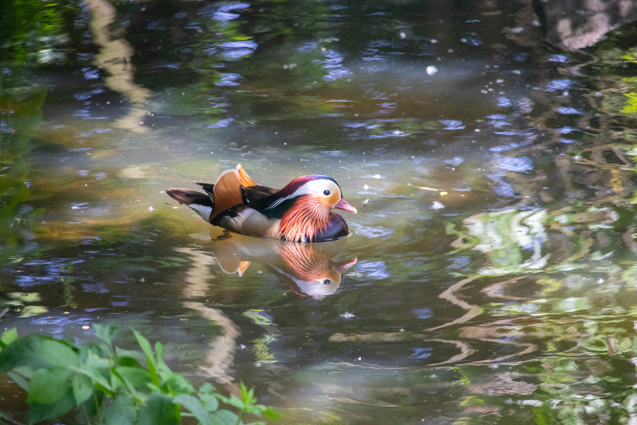 Mandarin Duck in Zürich Zoo