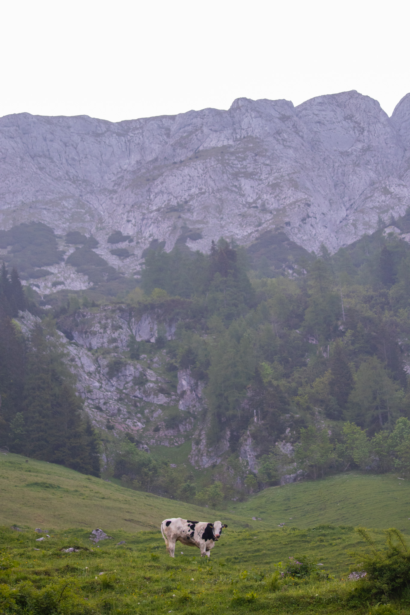 Cow in Berchtesgaden Mountains